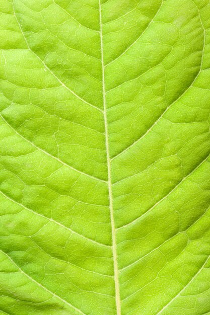 Green leaf close up