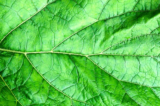 Green leaf close up