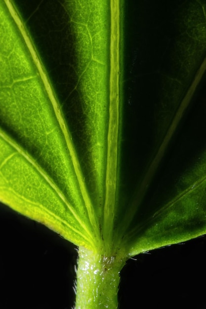 green leaf in close up