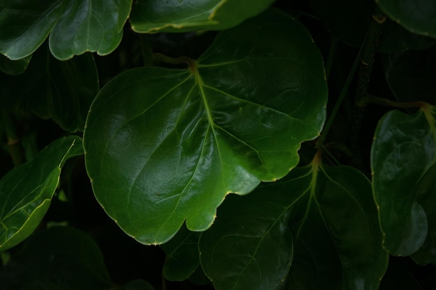 Green leaf in close up