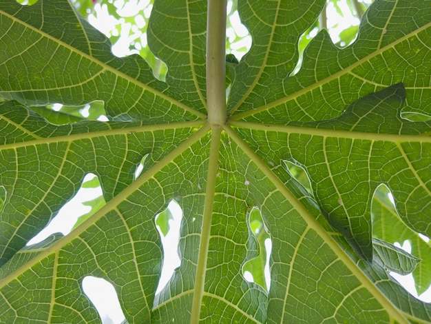 Green leaf closeup for background