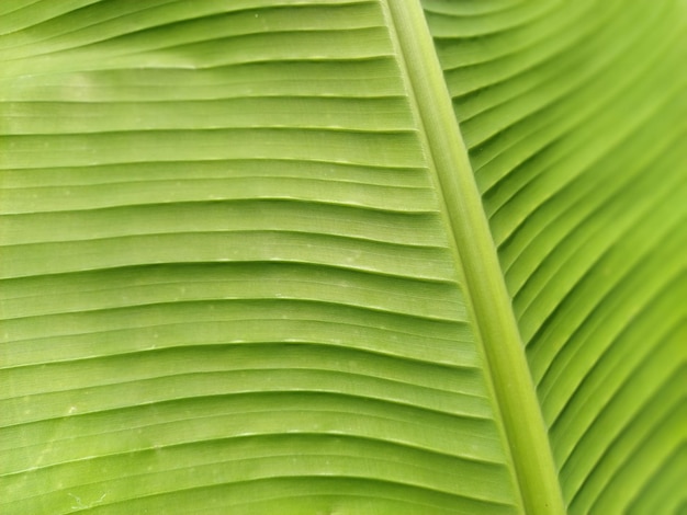 Green leaf closeup Bush hosts as a decoration in the garden Striped or grooved green leaf Soft focus