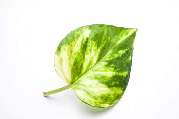 Green leaf Closeup On white background