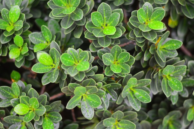 Green leaf closeup with blurred background