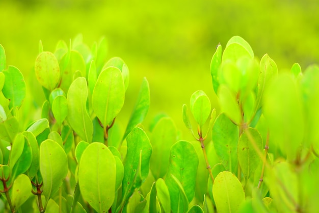 Foto primo piano verde foglia con sfondo sfocato