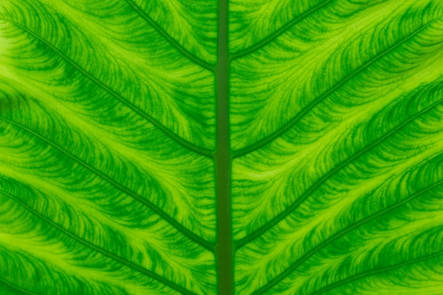 Зеленый лист крупным планом