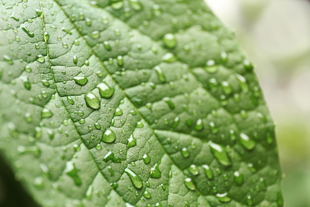 Green leaf closeup