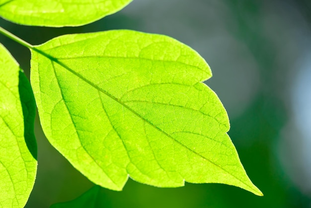 Green leaf closeup