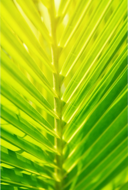 Зеленый лист кокоса