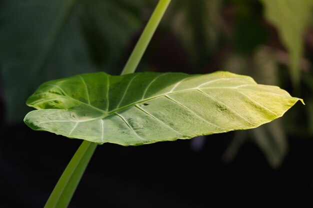 зеленый лист colocasia gigentea - растение в тропическом лесу