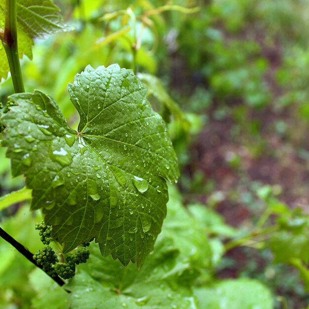 Green leaf currant rain summer