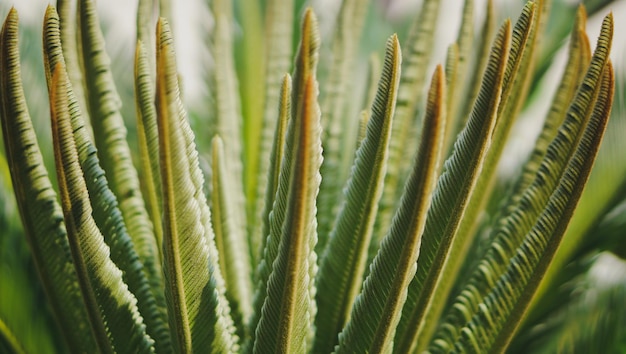 green leaf of Cycadales plants natural pattern background