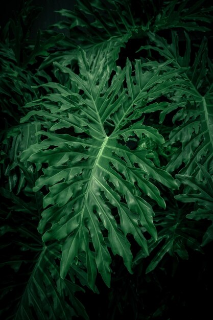 Foto foglia verde su sfondo scuro