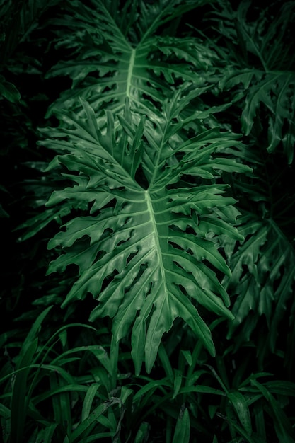 Foto foglia verde su sfondo scuro