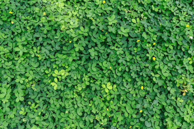 Green leaf in dark green texture background