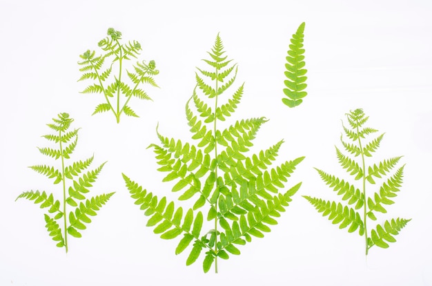 Green leaf of decorative fern on white background. Studio Photo.