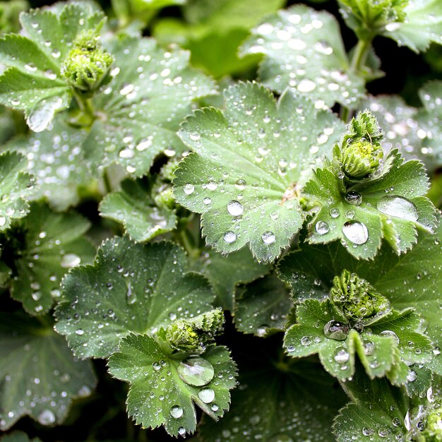 Green leaf drops rain summer