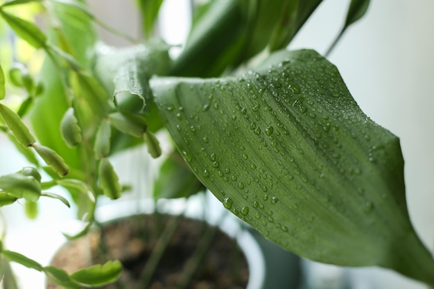 Green leaf in drops of water