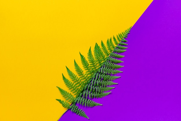 Green leaf of fern divides the bright trend background diagonally into two parts