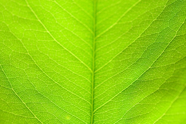 green leaf fiber closeup for background