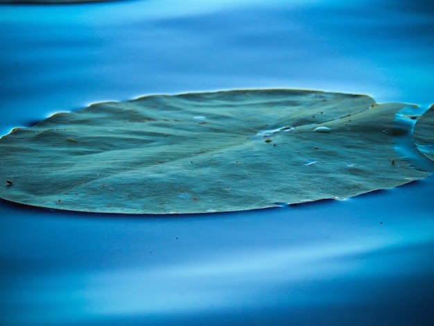 写真 水の上に浮かぶ緑の葉