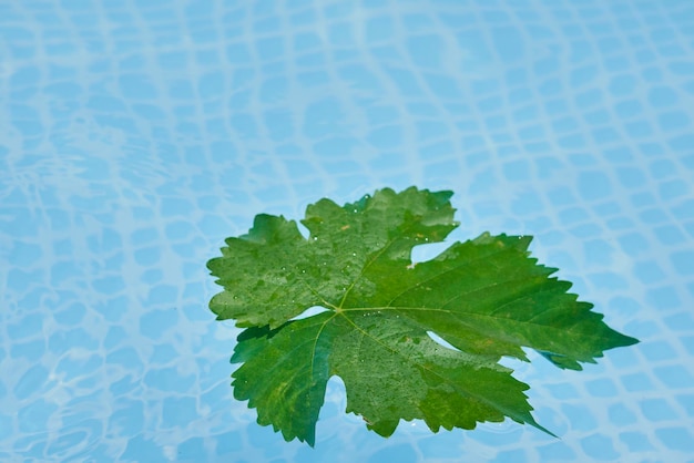 A green leaf floating in a pool of water