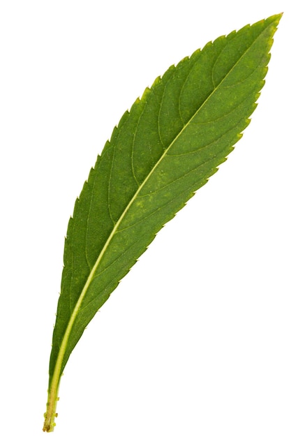 Зеленый лист цветка Impatiens balsamina изолирован на черном фоне