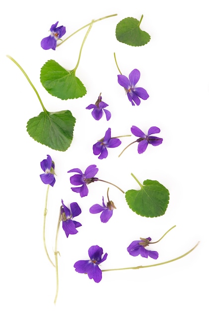 Foglia verde e fiori di legno viola viola odorata isolati su sfondo bianco. pianta medicinale e da giardino