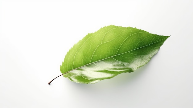 Зеленый лист летит на белом фоне