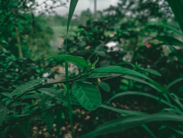 A green leaf in the forest with the word love on it