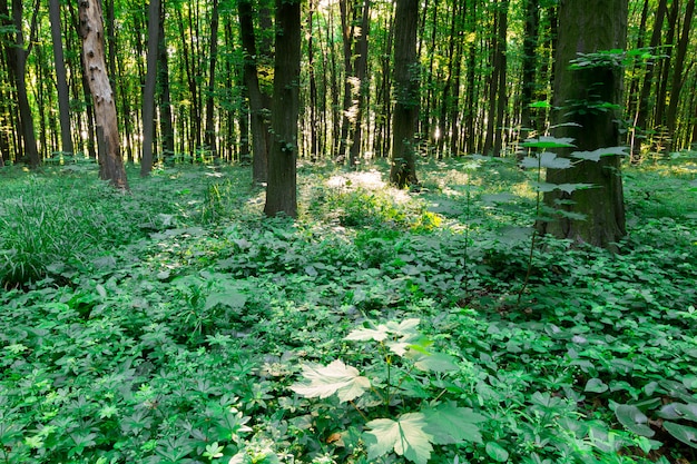 Foresta di foglie verdi