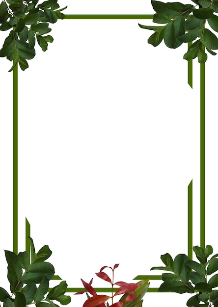 Foto una cornice foglia verde con le foglie di una pianta