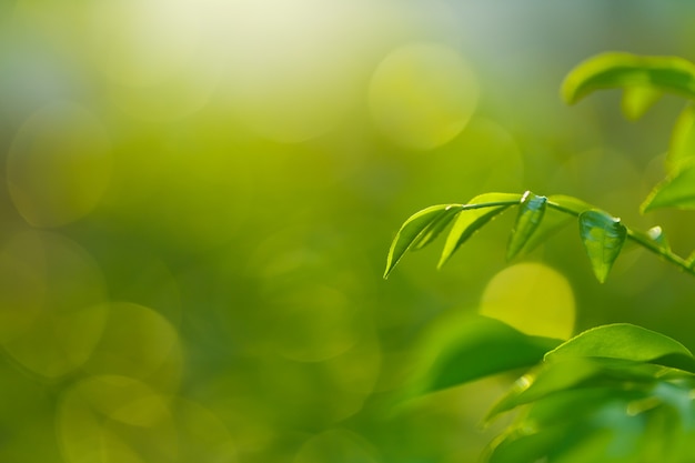 Green leaf freshness on green bokeh background