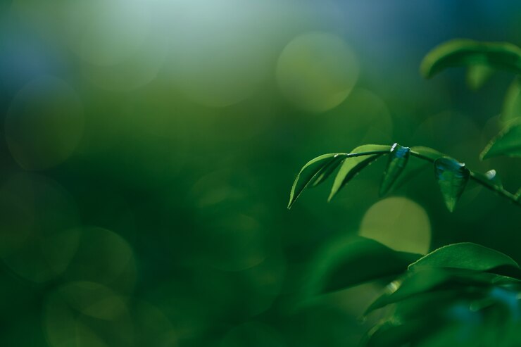 Photo green leaf freshness on green bokeh background