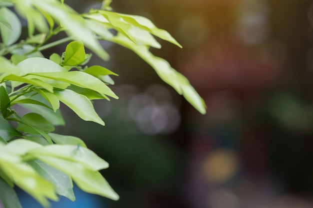 背景をぼかした写真の前面に緑の葉