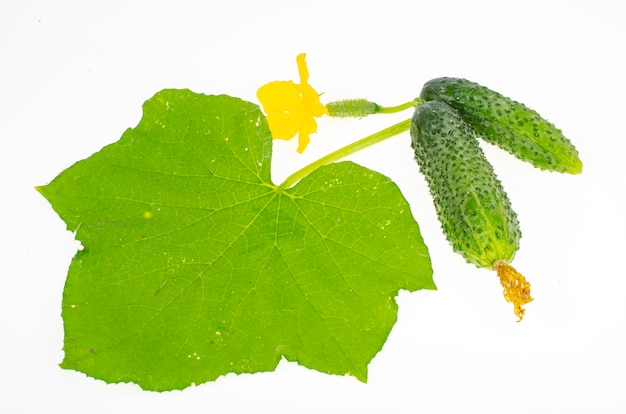 Green leaf and fruit of fresh cucumber isolated on white background. Studio Photo.