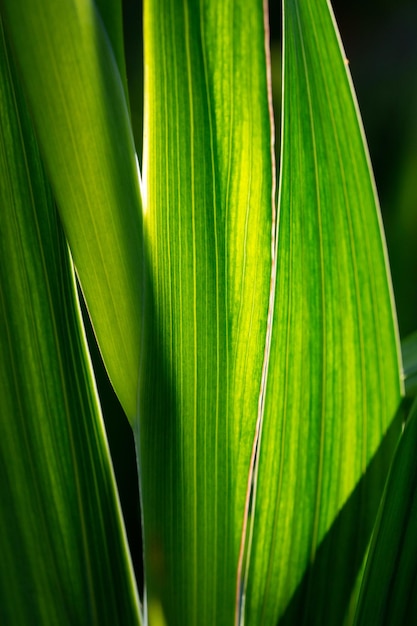 日光マクロ撮影における園芸植物の緑の葉