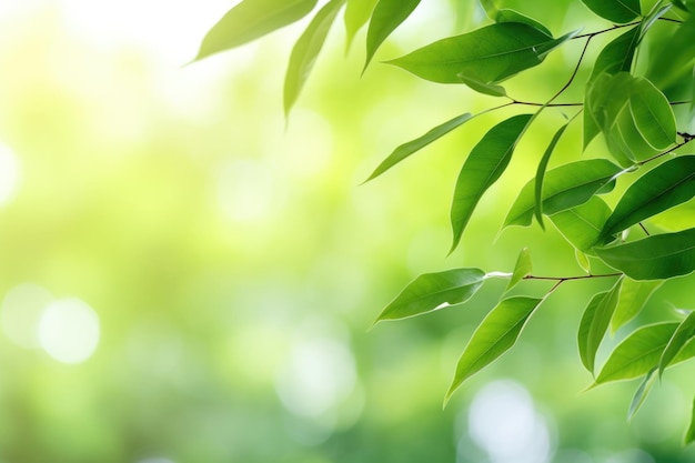 Green leaf in garden summer nature environment ecology