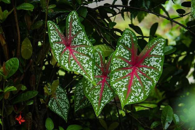 Green Leaf at the garden