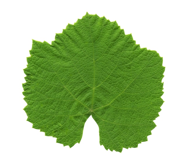 Green leaf of grape isolated on white background