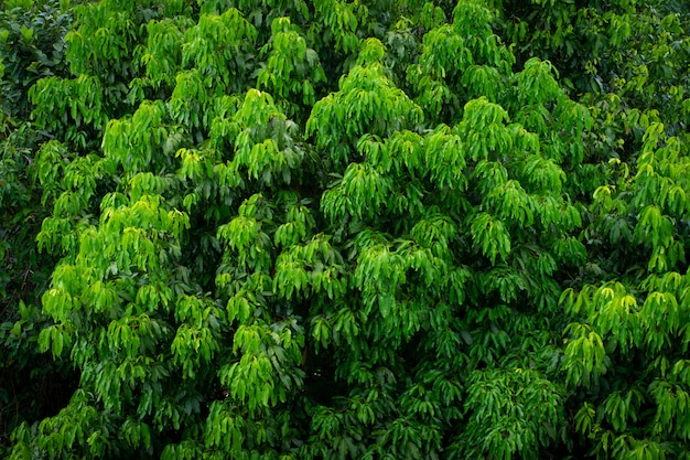 緑の葉の草のテクスチャです。