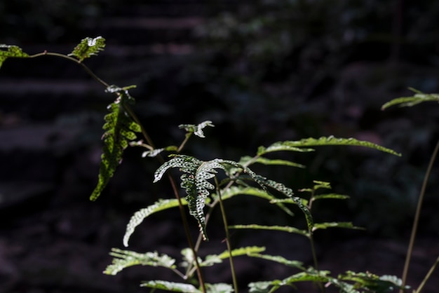사진 폭포, 열 대 숲 식물, 검은 배경에 상록 포도 나무 길에 성장하는 녹색 잎.