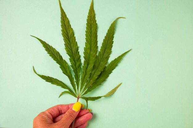 Green leaf in the hands of a girl natural marijuana on a light green backgroundxAThe concept of using marijuana for peaceful medical and cosmetic purposes