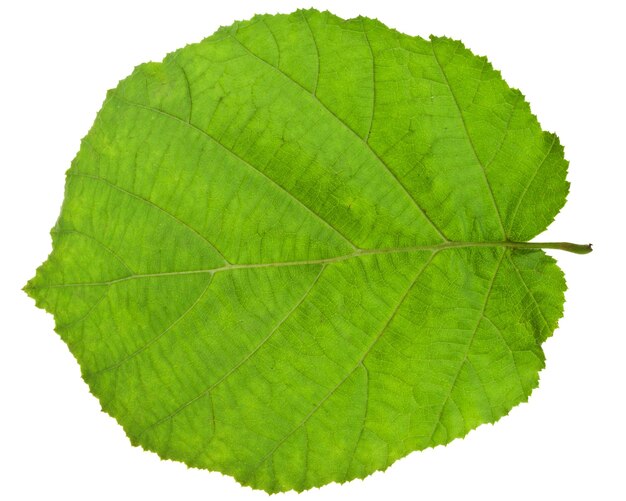 Green leaf of hazel tree