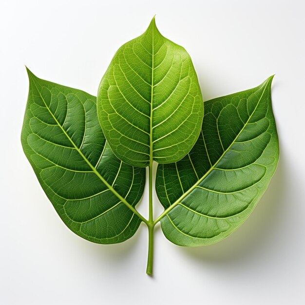 Green Leaf Hd On White Background