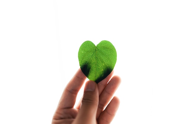 Green leaf heart in hand love nature