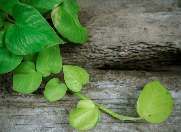 緑の葉のハート形と古い木の背景ゴールデンポトス、Epipremnum aureum