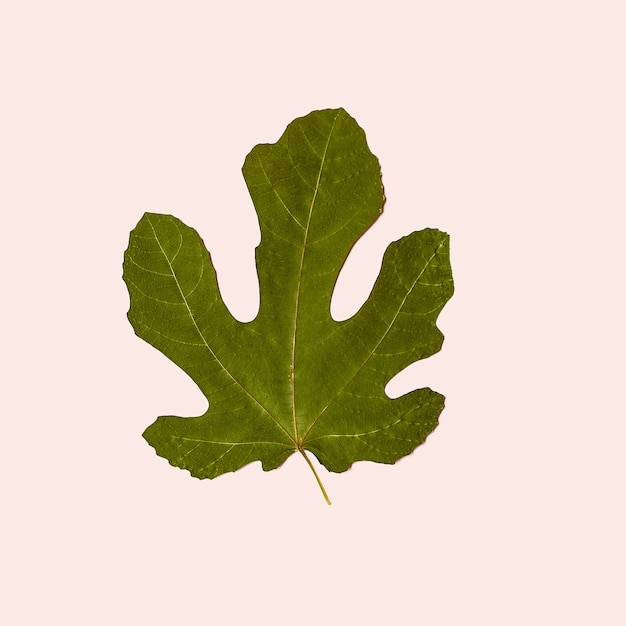 Green leaf Herbarium Minimal art