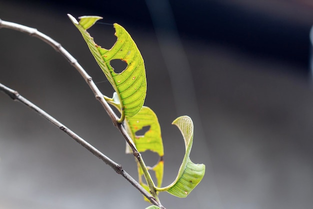 green leaf holes eaten by caterpillars