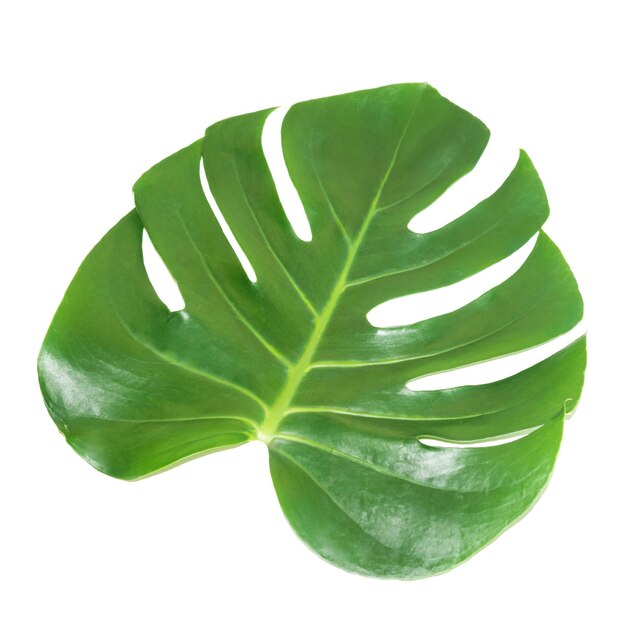 Green leaf of houseplant monstera